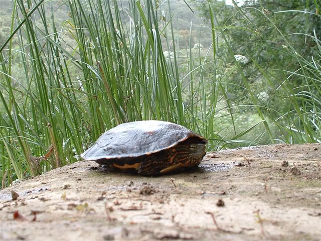 Galpago leproso